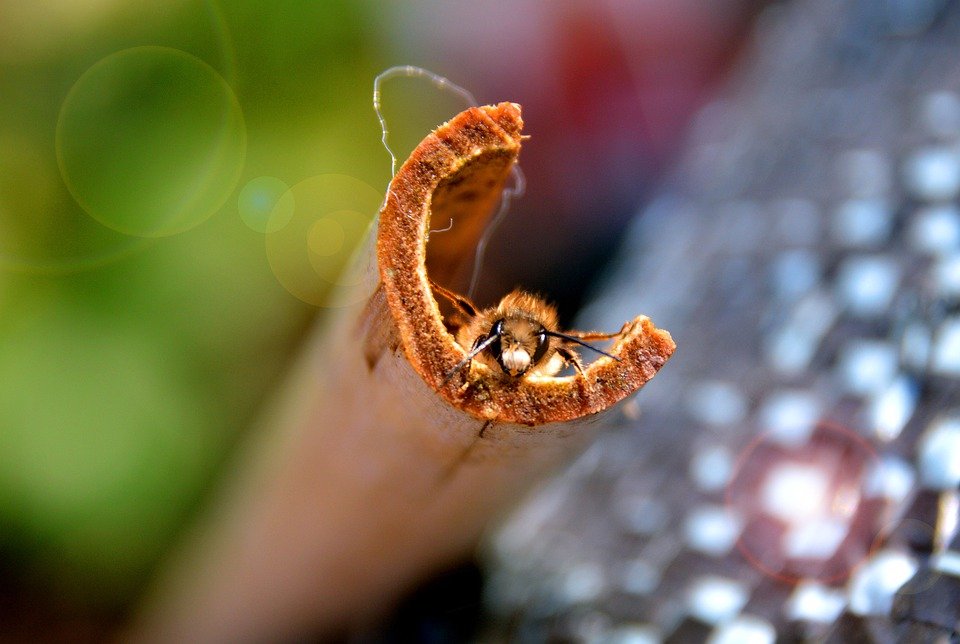 Prosionek szorstki i jego rozmnażanie